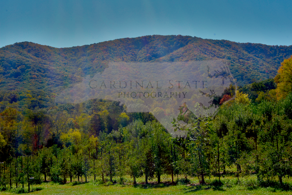Apple Orchard in Greeneville TN