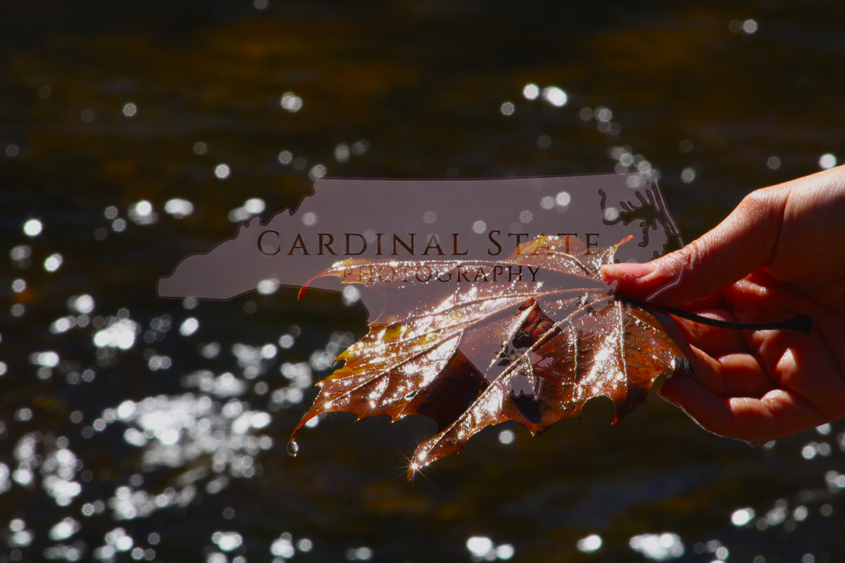 Dripping Leaves