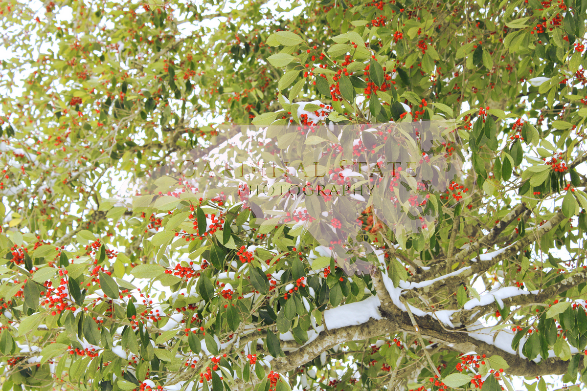Fresh Snowy Berries