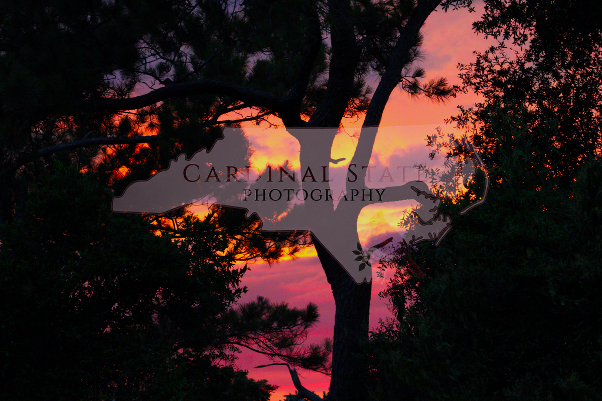 Gradient Backyard Sunset