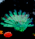 Let Me See Your Peacock