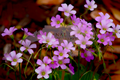 Neighboring Petals