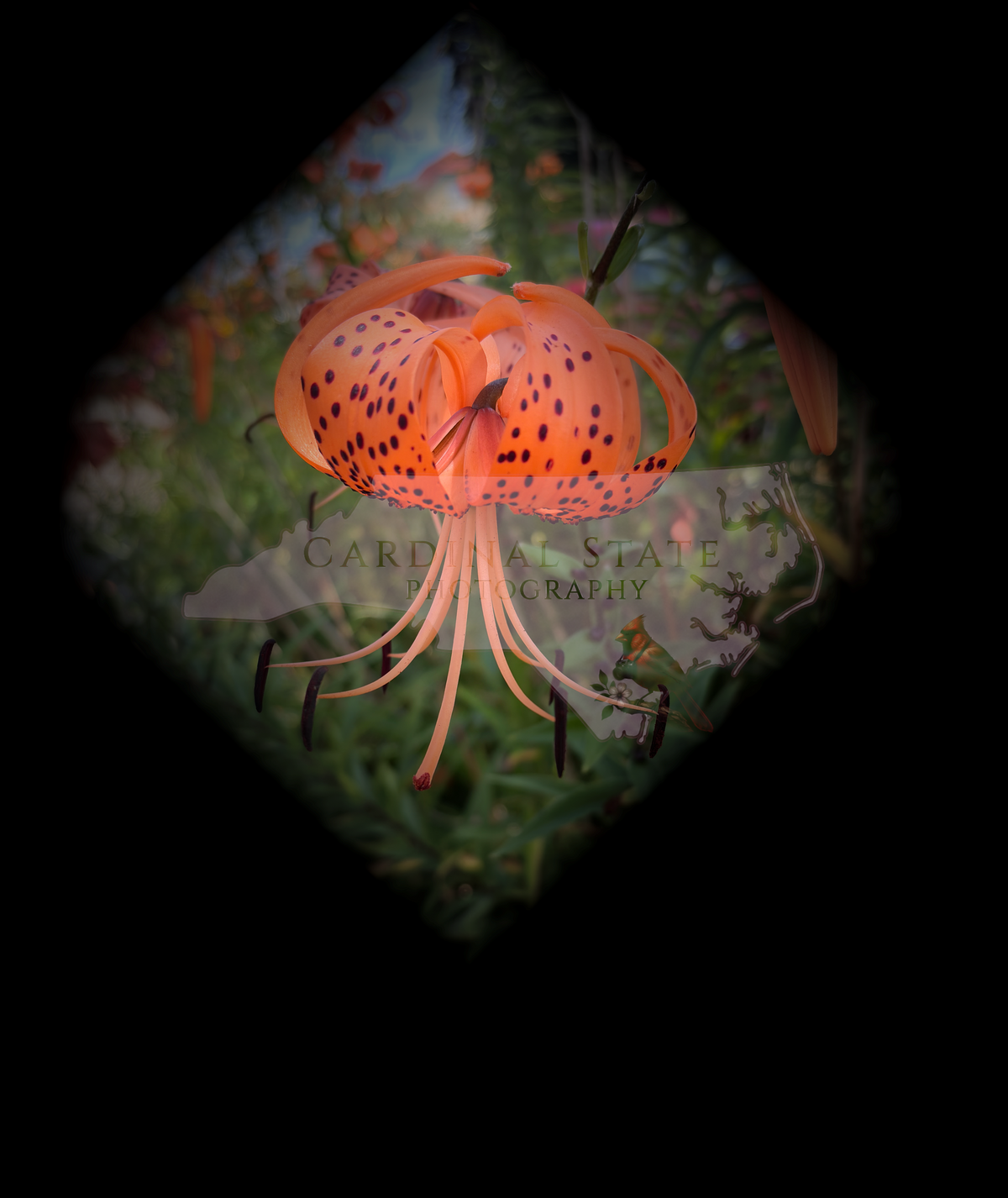 Tiger Lily in Long Beach