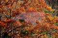 Vivid Trees of Passion