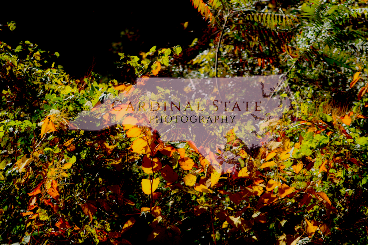 Leaves and Vines